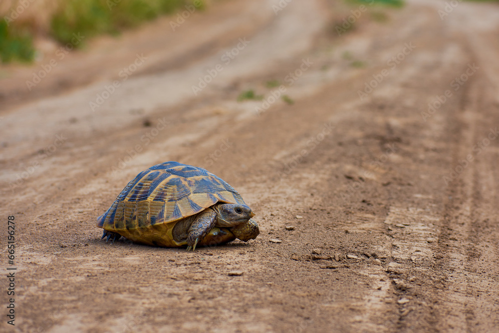 turtle looking for food in the summer