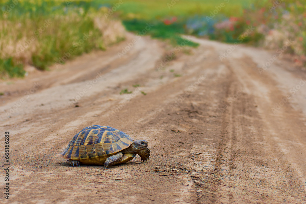 turtle looking for food in the summer