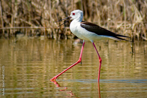 Obraz na płótnie beautiful Himantopus himantopus looking for food w salonie