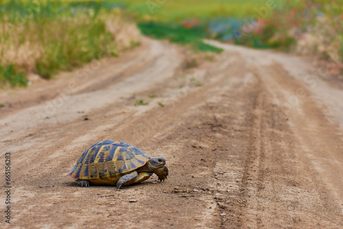 Obraz na płótnie turtle looking for food in the summer w salonie