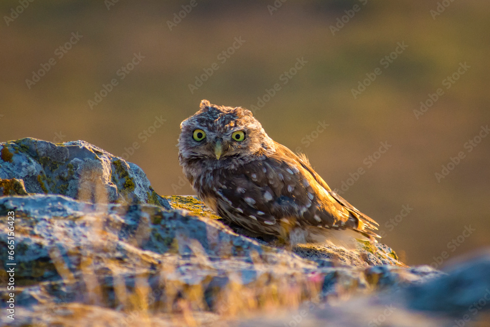 the beautiful little owl Athene noctua