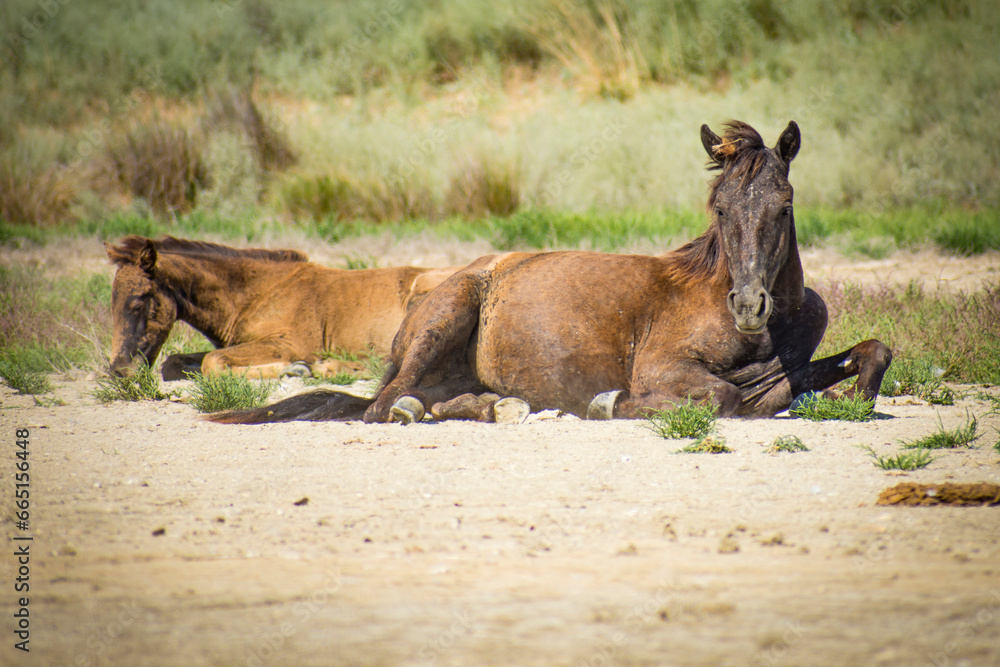 wild horses in the Danube delta
