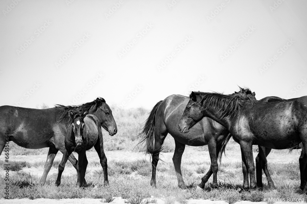 wild horses in the Danube delta