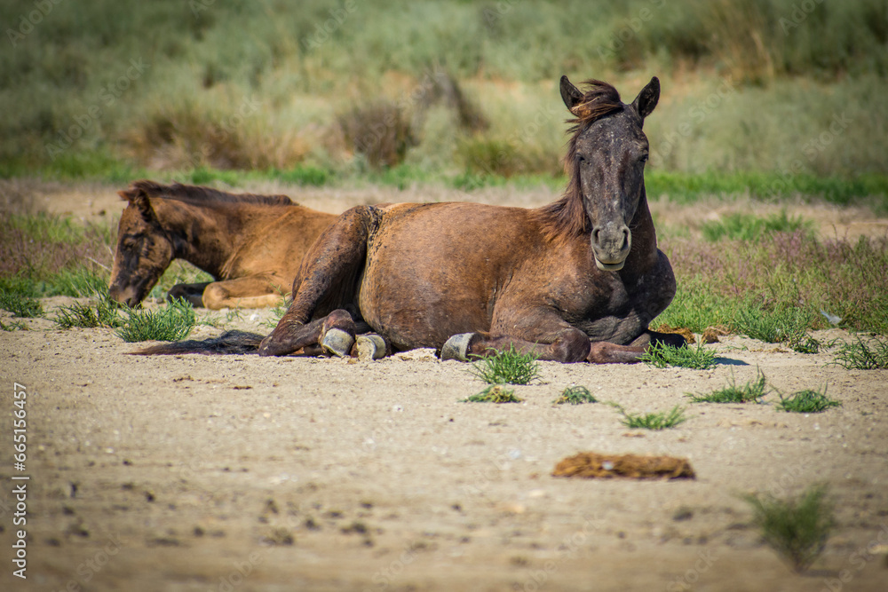 wild horses in the Danube delta