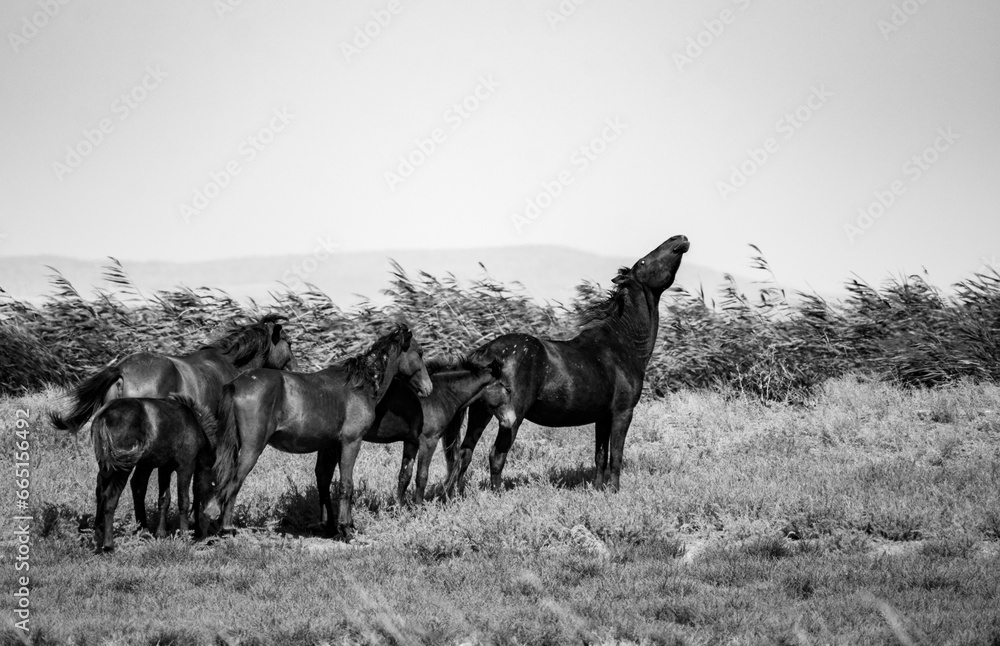 wild horses in the Danube delta