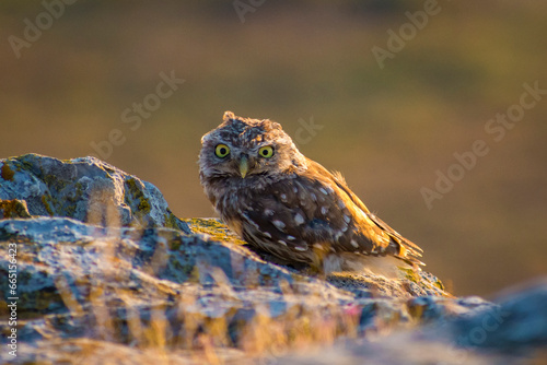 Obraz na płótnie the beautiful little owl Athene noctua w salonie