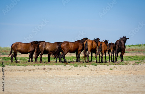 Fototapeta Naklejka Na Ścianę i Meble -  wild horses in the Danube delta