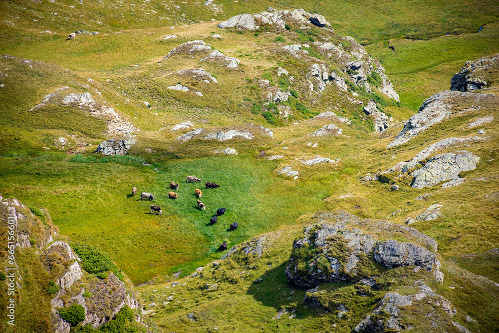 cows grazing in the mountains