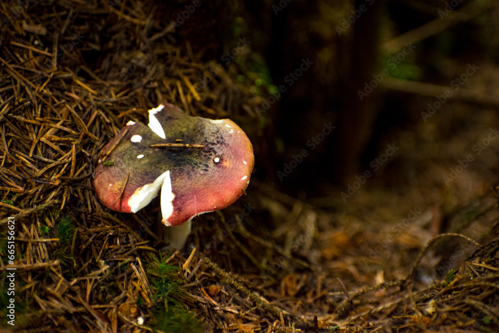 mushrooms in the summer forest