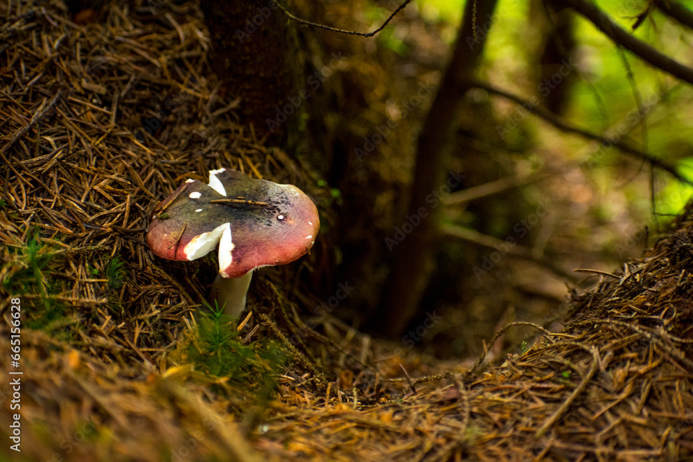 mushrooms in the summer forest