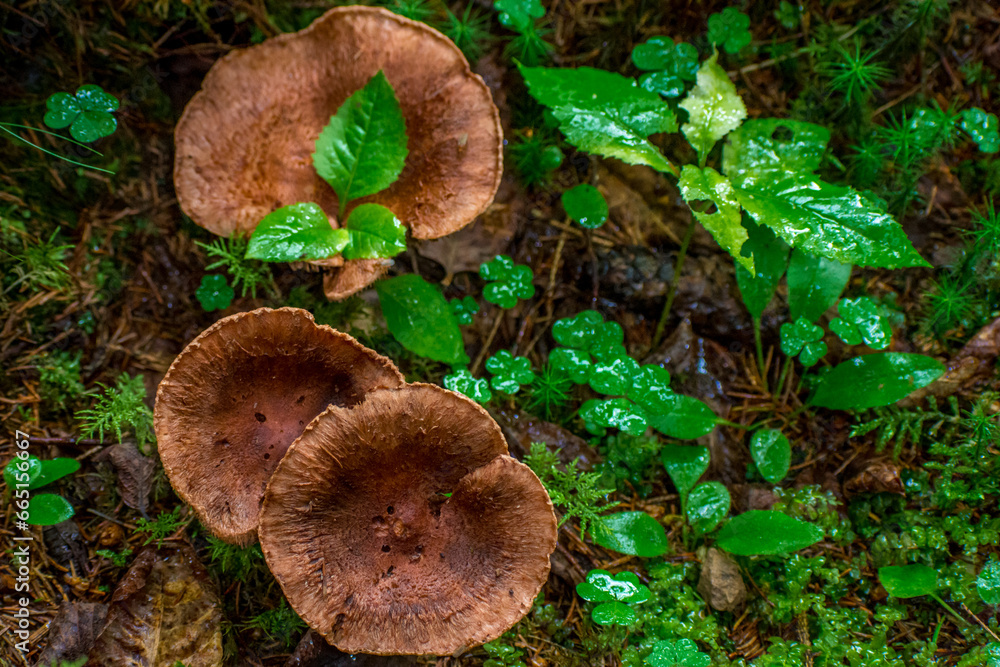 mushrooms in the summer forest