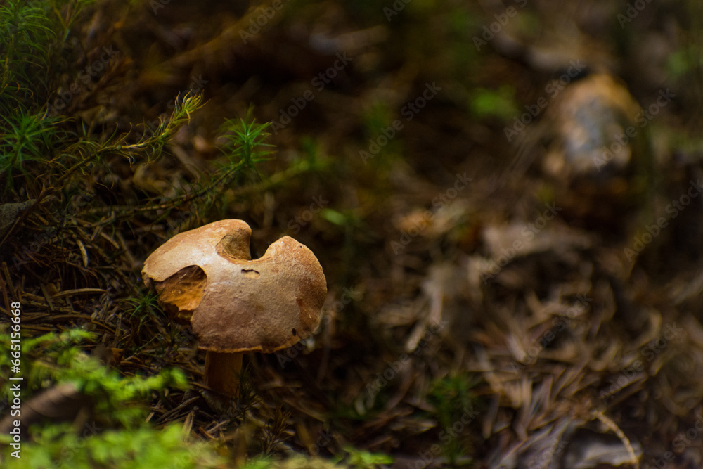 mushrooms in the summer forest