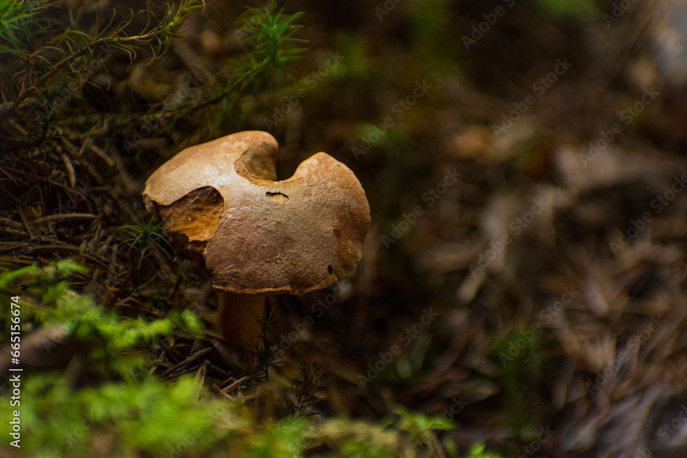 mushrooms in the summer forest