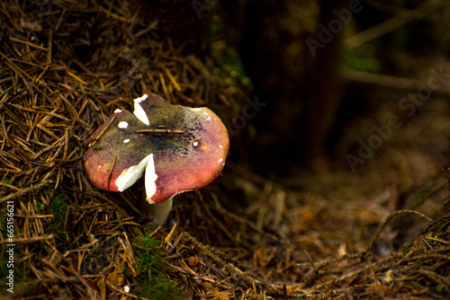 Obraz na płótnie mushrooms in the summer forest w salonie