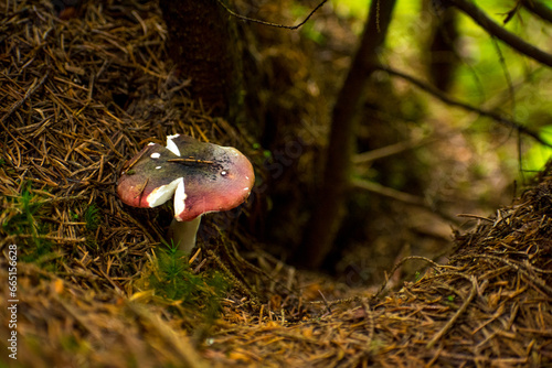 Obraz na płótnie mushrooms in the summer forest w salonie