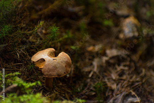 mushrooms in the summer forest