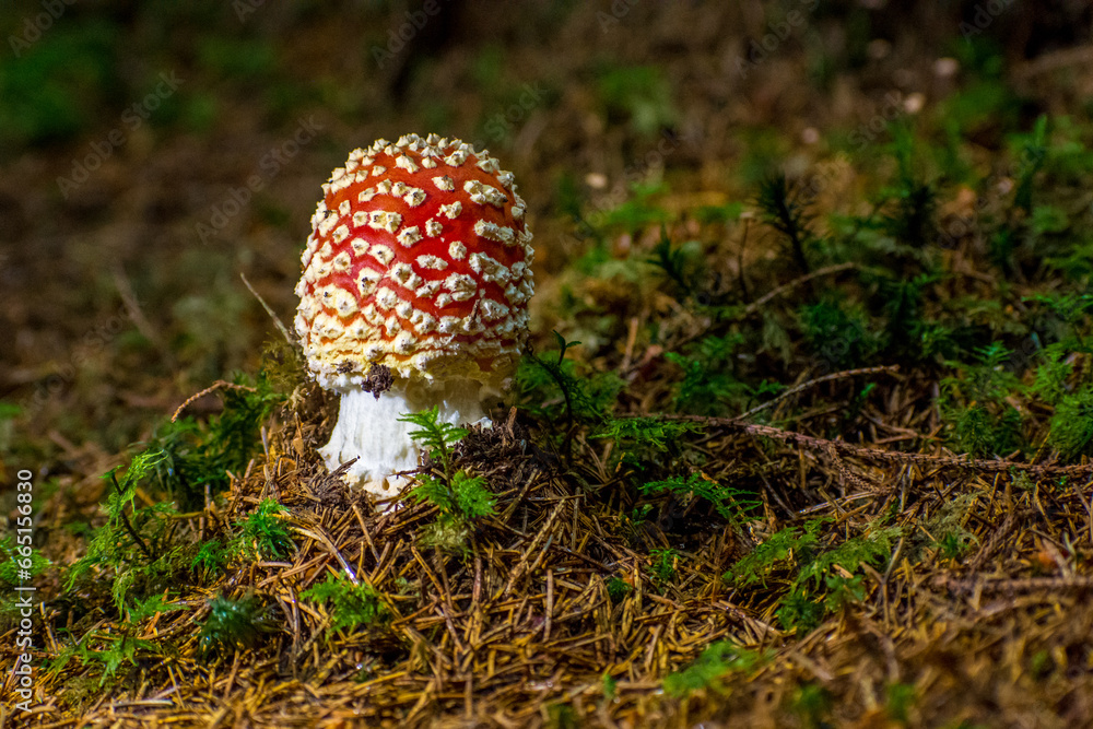 the beautiful Amanita muscaria in the forest
