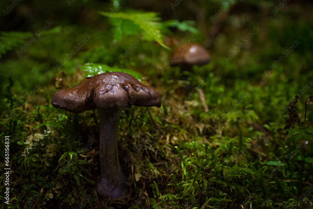 mushrooms in the summer forest