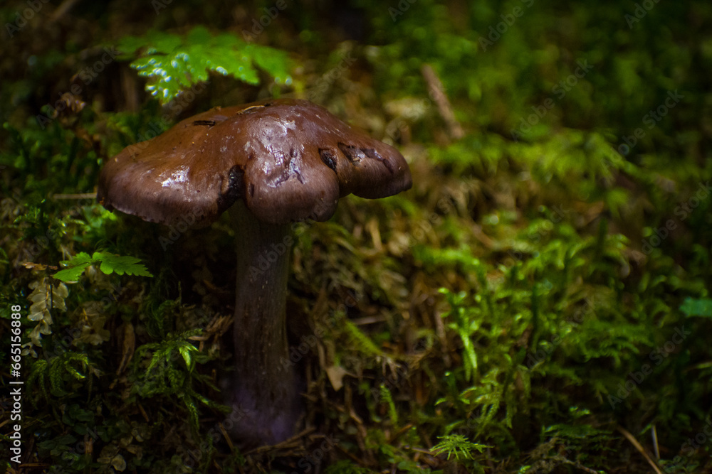 mushrooms in the summer forest