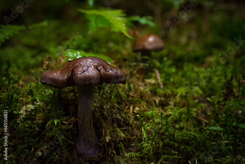 Obraz na płótnie mushrooms in the summer forest w salonie