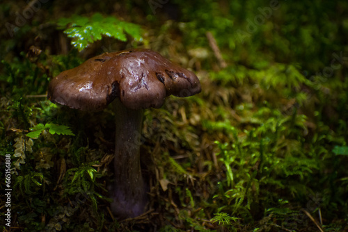 Obraz na płótnie mushrooms in the summer forest w salonie