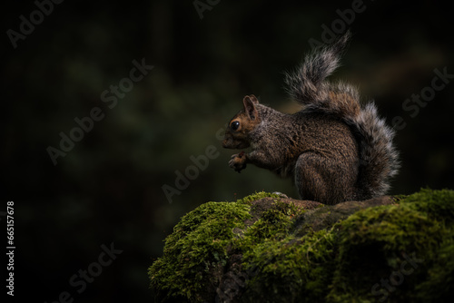 Grey Squirrel  Sciurus carolinensis sitting on a moss covered wall.