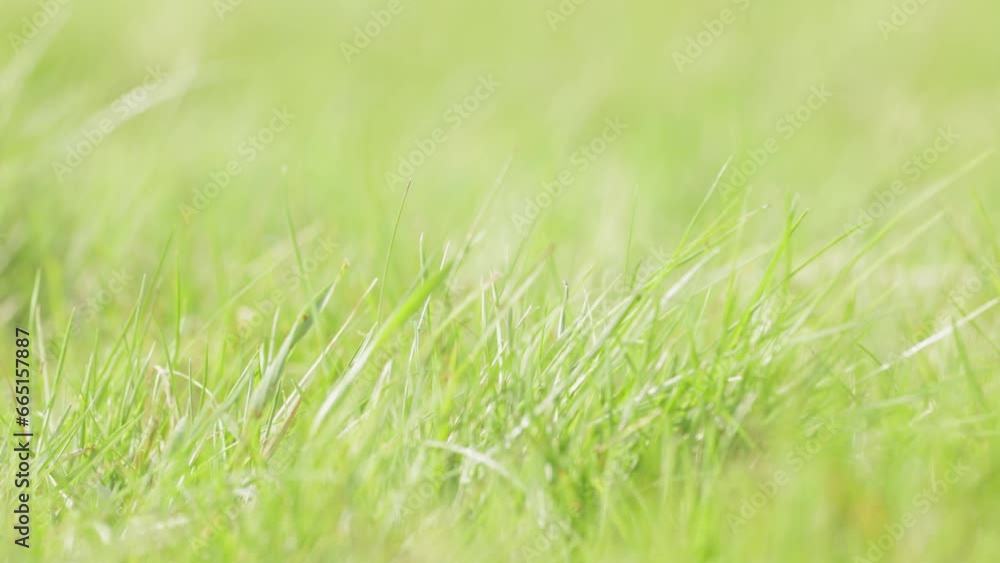 selective focus and close up of green grass, background concept selective focus and close up of green grass, background concept