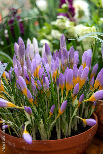 Crocus Fire Fly blossoms in the garden in spring