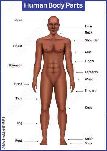 Human body parts medical diagram with black male model, anatomical vector poster.