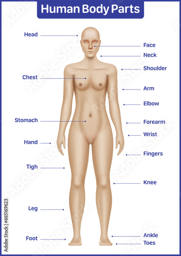 Human body parts medical diagram with Caucasian female model, anatomical vector poster.