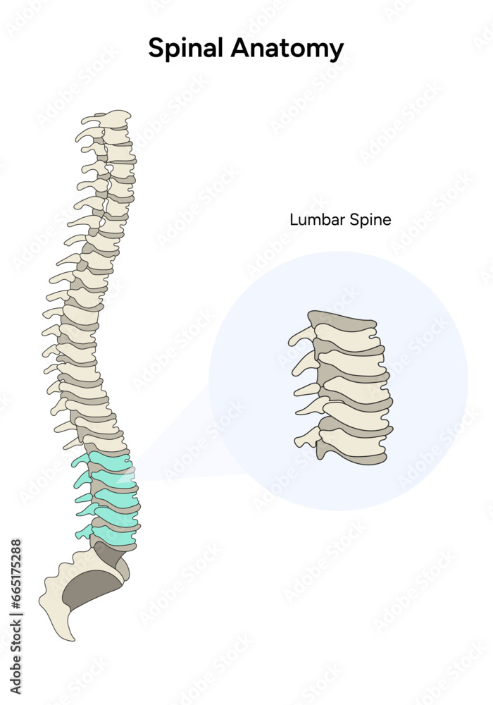 Spinal anatomy lumbar spine infographic in vector Spinal anatomy lumbar spine infographic in vector