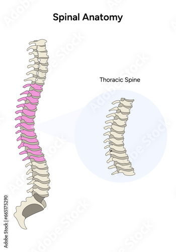 Human anatomy thoracic spine information in vector