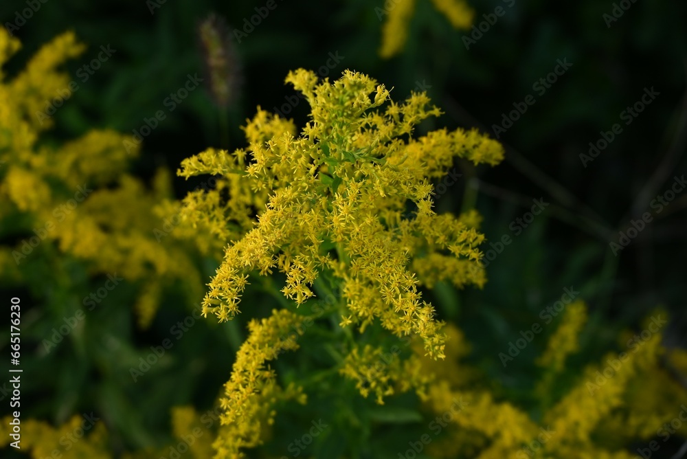 Tall goldenrod flowers. Seasonal background material. An insect-pollinated perennial flower of the Asteraceae family native to North America. Tall goldenrod flowers. Seasonal background material. An insect-pollinated perennial flower of the Asteraceae family native to North America.