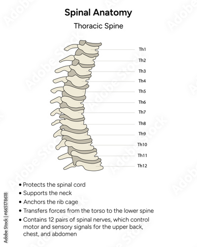 Human anatomy thoracic spine information in vector