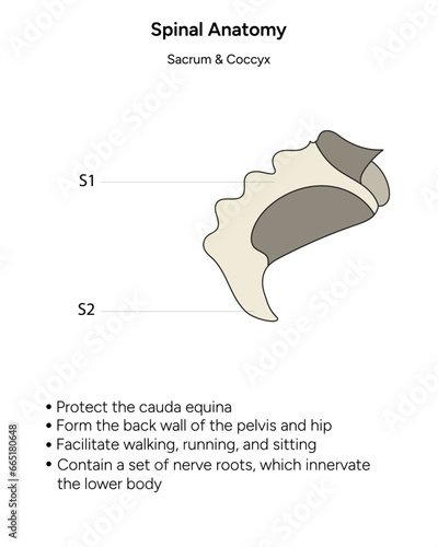Human anatomy sacrum and coccyx information in vector