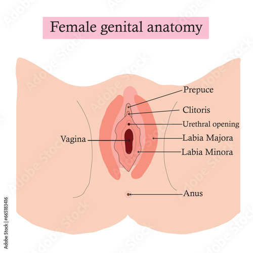 Female genital system. Anatomy of the female reproductive system. Vector illustration.