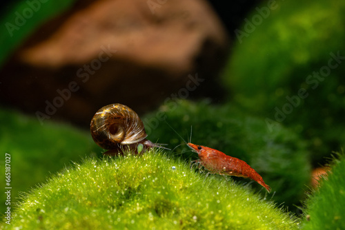 Red shrimp on green moss with snail. © lapis2380