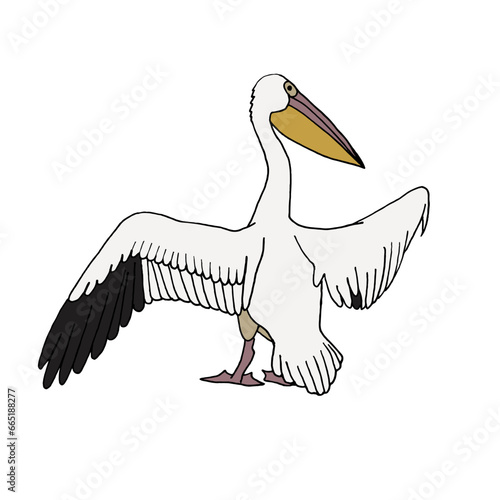 Exotic pelican waterfowl standing with its wings spread. Vector illustration of EPS10.