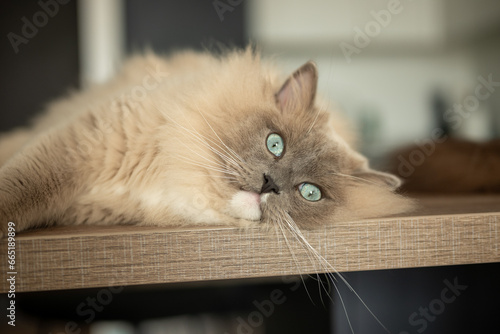 Fototapeta Naklejka Na Ścianę i Meble -  cat on a chair
