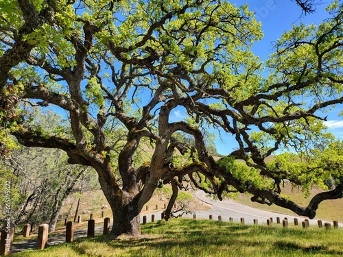 A tree is Mount Diablo state park in North California near City of Walnut Creek