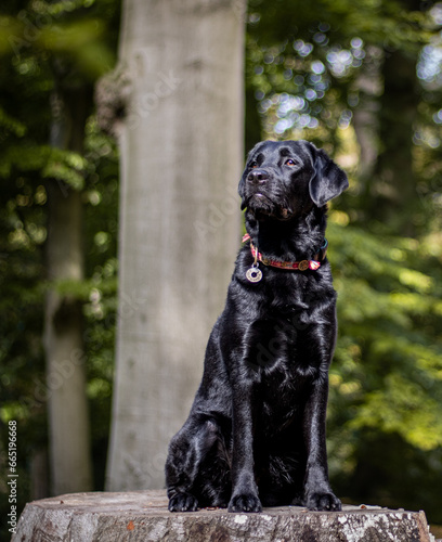Black labrador retriever sitting proudly on a tree trunk