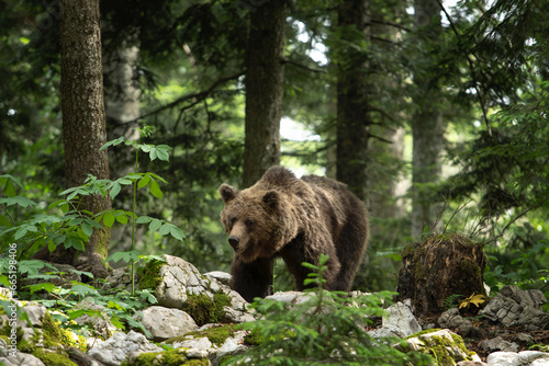 Brown bear is feeding in the forest. European bear during summer season. Big predator in natural habitat. European nature. 