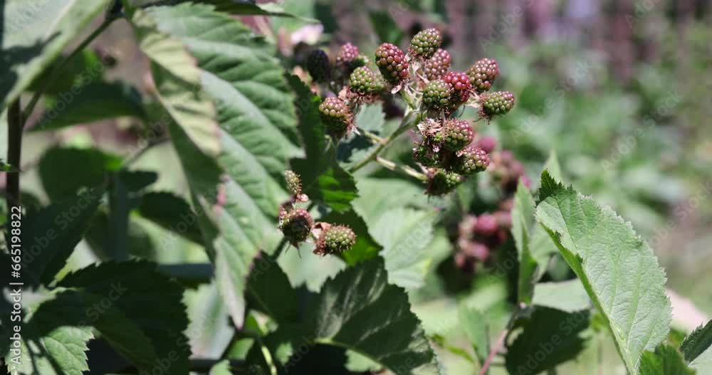 blackberry foliage and berries in summer, unripe berries and green foliage of a blackberry bush in sunny weather blackberry foliage and berries in summer, unripe berries and green foliage of a blackberry bush in sunny weather