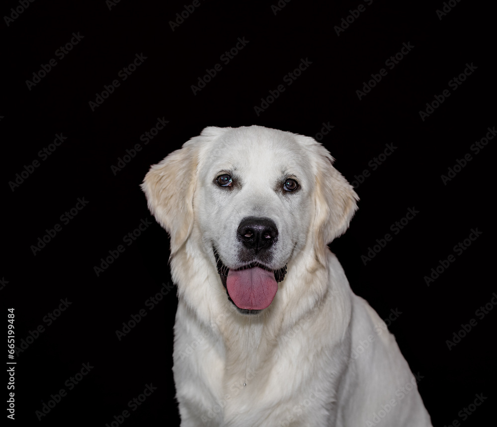 Portrait of a golden retriever with a black background Portrait of a golden retriever with a black background