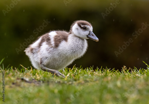 Gosling walking on the grass whilst it is raining