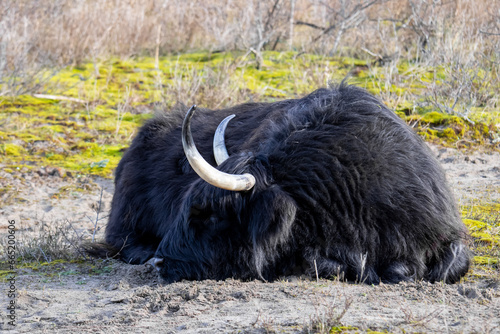 Close up of a black Scottish highlander cow lying on the ground