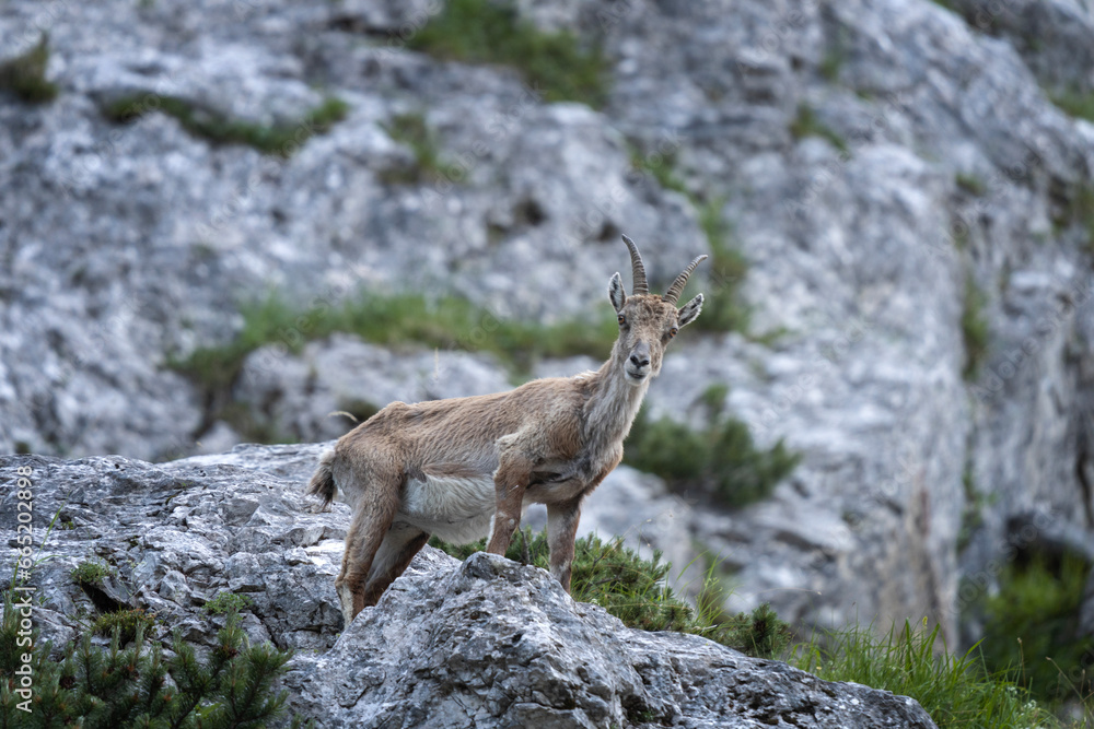 Alpine ibex is feeding on the mountains meadow. Ibex during summer season. Steinbock in the Triglav National park. European nature. Alpine ibex is feeding on the mountains meadow. Ibex during summer season. Steinbock in the Triglav National park. European nature.