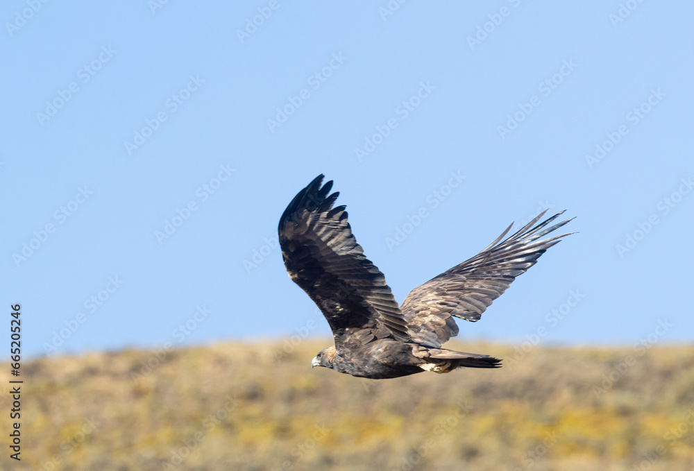 Golden Eagle