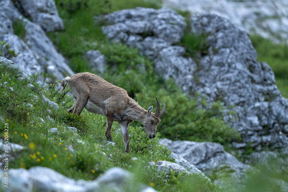 Alpine ibex is feeding on the mountains meadow. Ibex during summer season. Steinbock in the Triglav National park. European nature. Alpine ibex is feeding on the mountains meadow. Ibex during summer season. Steinbock in the Triglav National park. European nature.