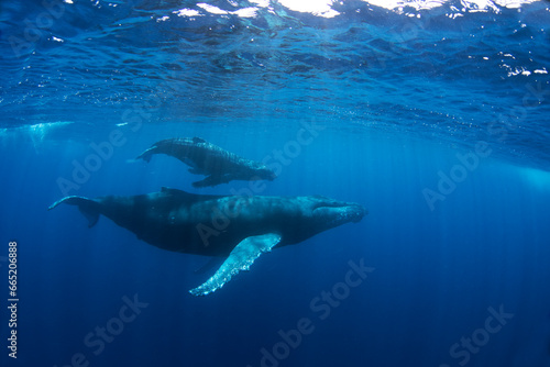 Calf of humpback whale near its mother. Snorkeling with the whales. Playful whale under the surface. Marine life in Indian ocean. 
